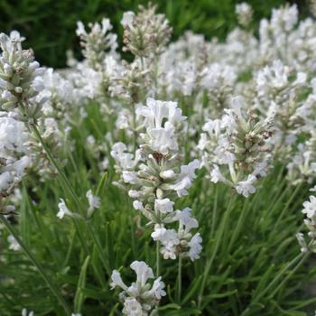 LAVANDULA angustifolia 'Nana Alba'