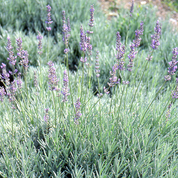 LAVANDULA intermedia 'Grappenhall'