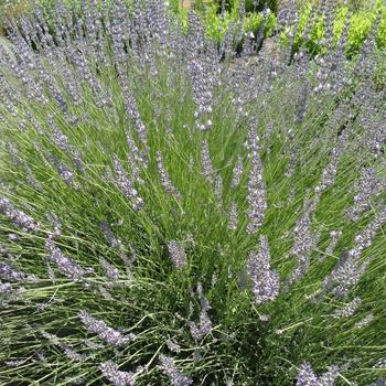 LAVANDULA intermedia 'Silver'