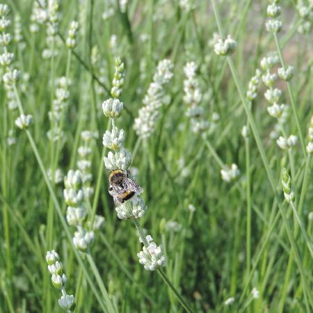LAVANDULA angustifolia 'Alba'
