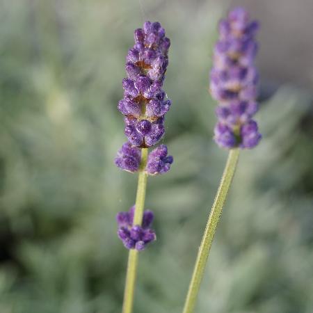 LAVANDULA angustifolia 'Peter Pan'
