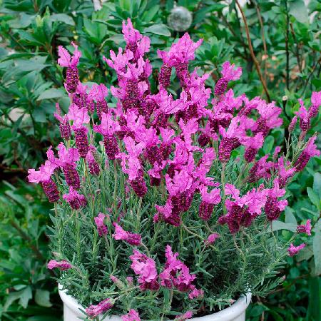 LAVANDULA stoechas 'The Princess' ®