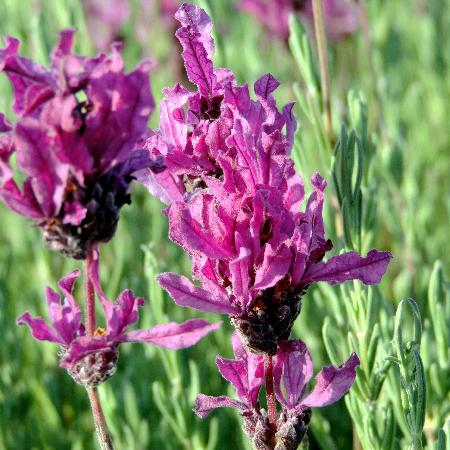 LAVANDULA stoechas 'The Princess' ®