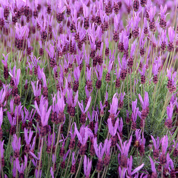 LAVANDULA stoechas ssp. pedunculata