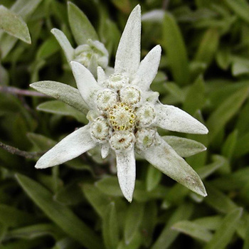 LEONTOPODIUM alpinum