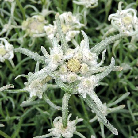 LEONTOPODIUM alpinum 'Blossom of Snow' ®