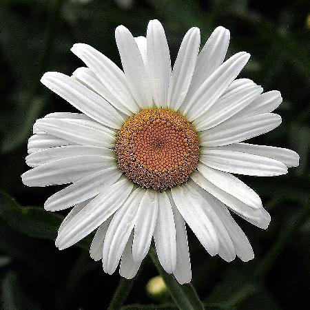 LEUCANTHEMUM 'Silberprinzesschen'