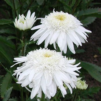 LEUCANTHEMUM superbum 'Christine Hagemann'