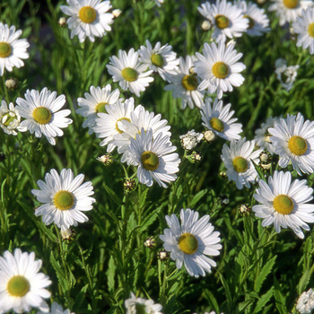 LEUCANTHEMELLA