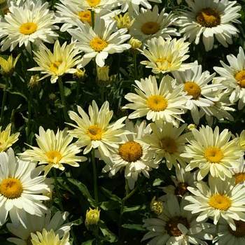 LEUCANTHEMUM superbum 'Banana Cream' ®