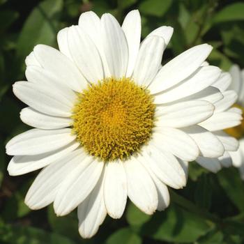 LEUCANTHEMUM superbum 'Brightside'