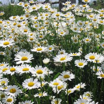 LEUCANTHEMUM vulgare