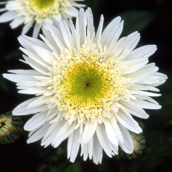 LEUCANTHEMUM superbum 'Wirral Supreme'