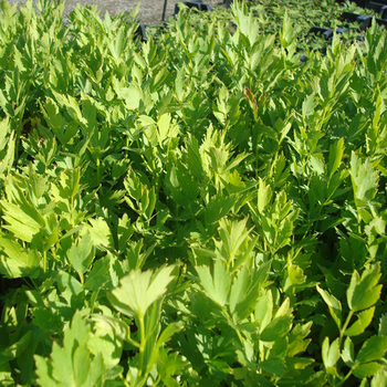 LEVISTICUM officinale