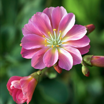 LEWISIA