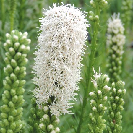 LIATRIS spicata 'Alba'