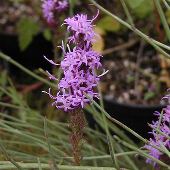 LIATRIS