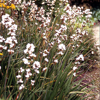 LIBERTIA formosa