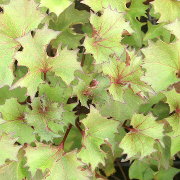 LIGULARIA 'Osiris Fantaisie'