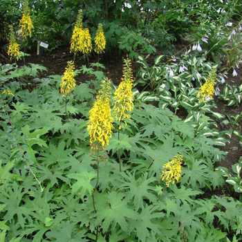 LIGULARIA przewalskii