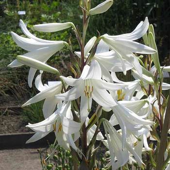 LILIUM candidum