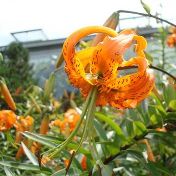 LILIUM henryi