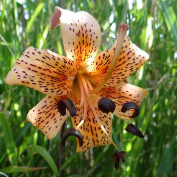 LILIUM lancifolium