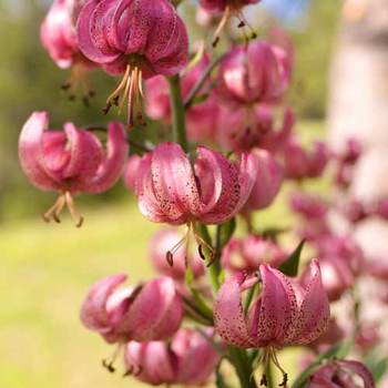 LILIUM martagon