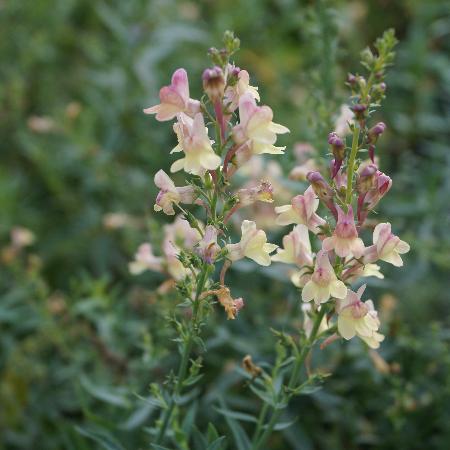 LINARIA