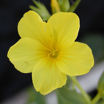 LINUM flavum