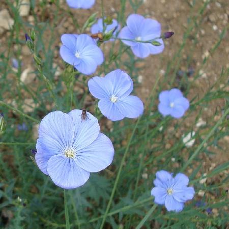 LINUM narbonense