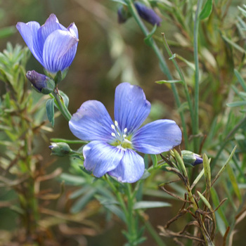 LINUM perenne 'Saphir'