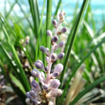 LIRIOPE graminifolia