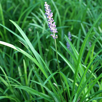 LIRIOPE muscari