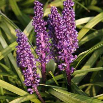 LIRIOPE purpureum