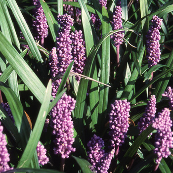 LIRIOPE spicata