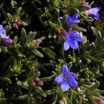 LITHODORA diffusa 'Heavenly Blue'