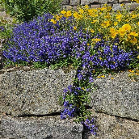 LITHODORA diffusa 'Heavenly Blue'