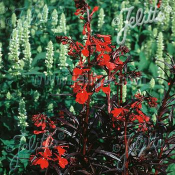 LOBELIA fulgens 'Elmfeuer'