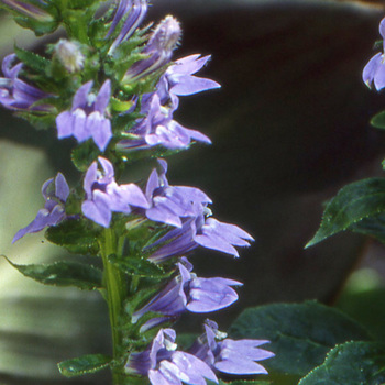 LOBELIA siphilitica