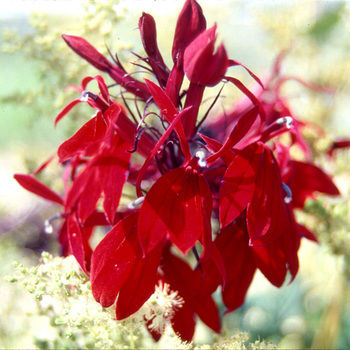 LOBELIA speciosa 'Russian Princess'