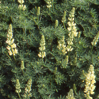 LUPINUS arboreus f. luteus