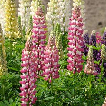 LUPINUS 'Minarette'