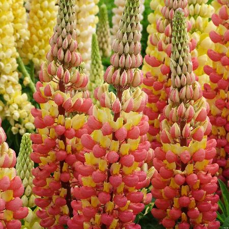 LUPINUS 'Gladiator' ®