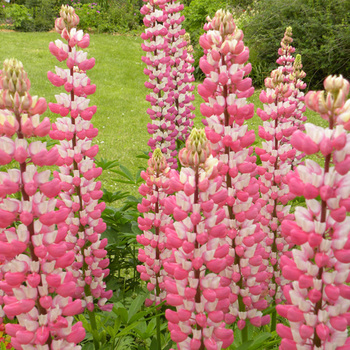 LUPINUS 'The Chatelaine'