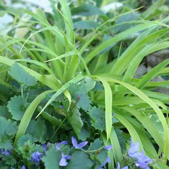 LUZULA sylvatica 'Solar Flair'