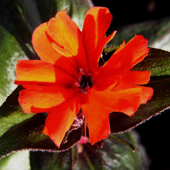 LYCHNIS arkwrightii