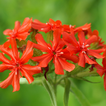 LYCHNIS chalcedonica