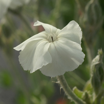 LYCHNIS coronaria 'Alba'
