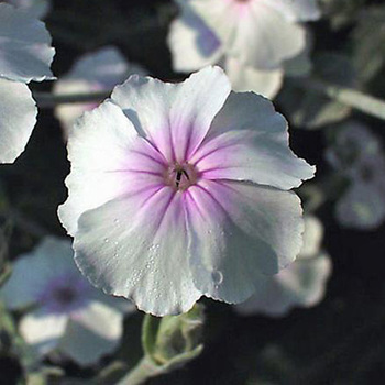 LYCHNIS coronaria 'Oculata'